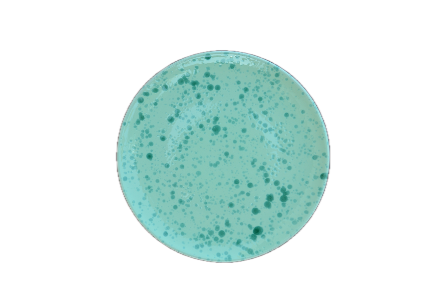 Matcha Main Dinner Plate